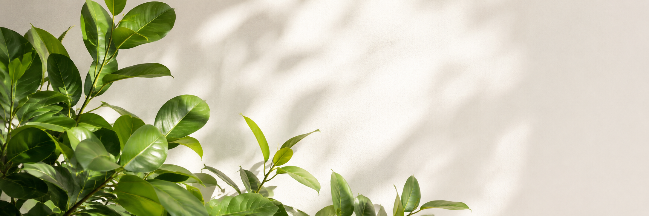 Sunlit green leaves