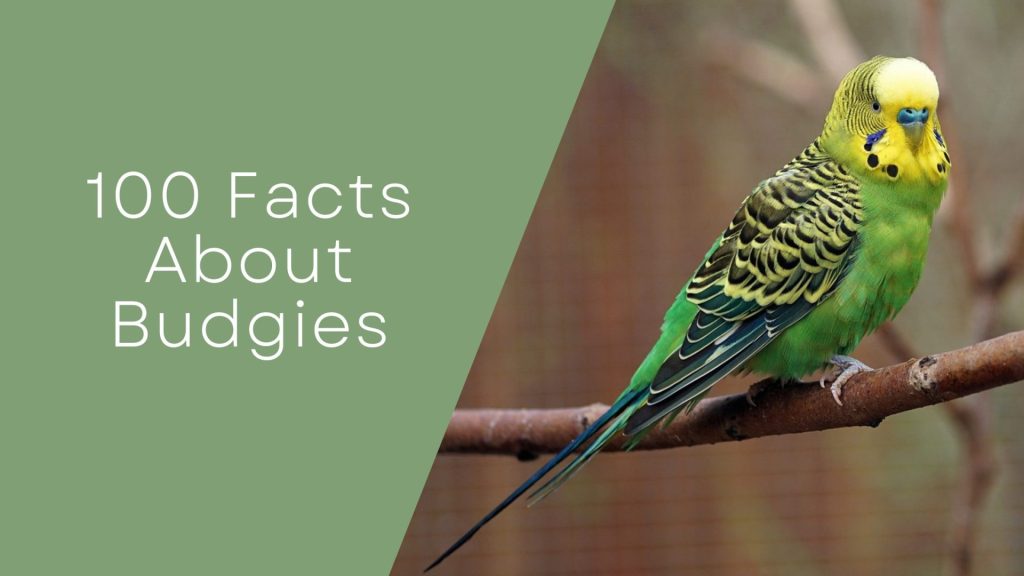 100 Facts About Budgies