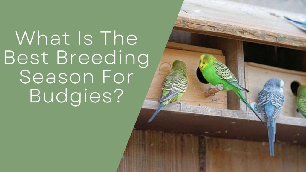 Best Breeding season for budgies