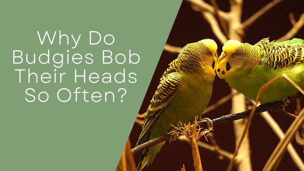 Budgie's bobbing head
