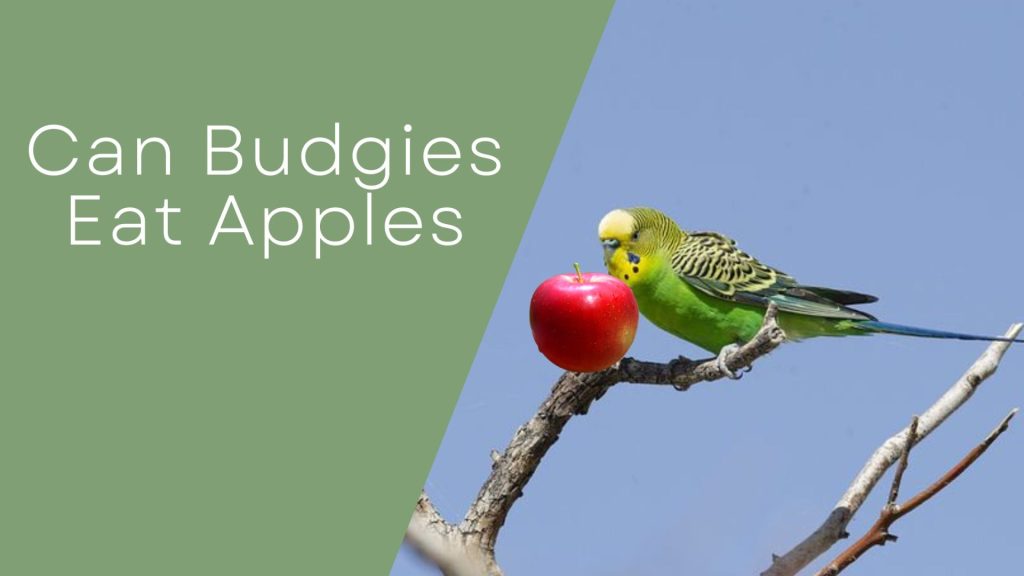 Can Budgies Eat Apples
