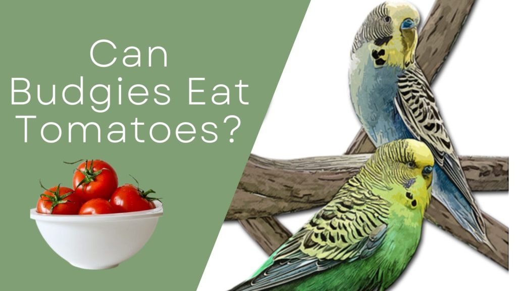 Can Budgies Eat Tomatoes