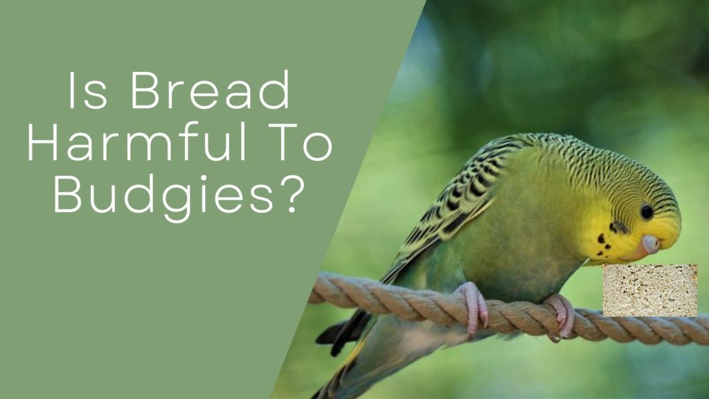 Can budgies eat bread?