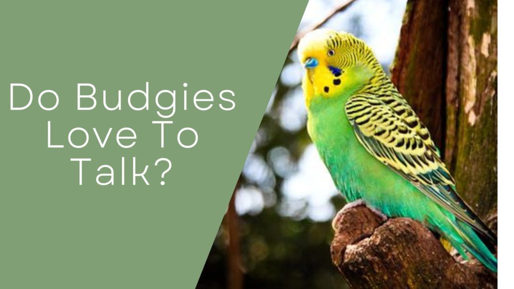 Do budgies talk