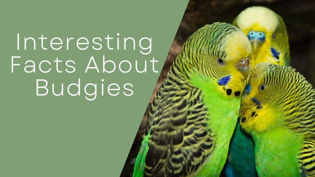 Facts About Budgies