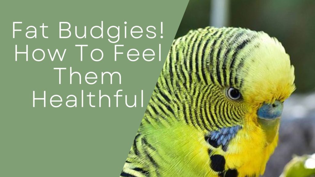 Fat Budgies