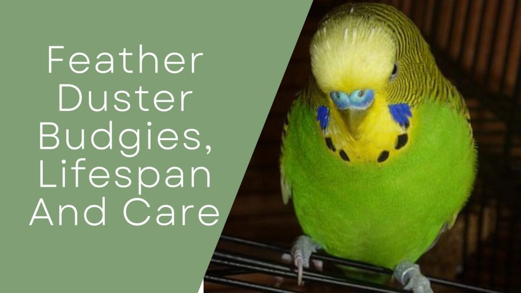 Feather Duster Budgies