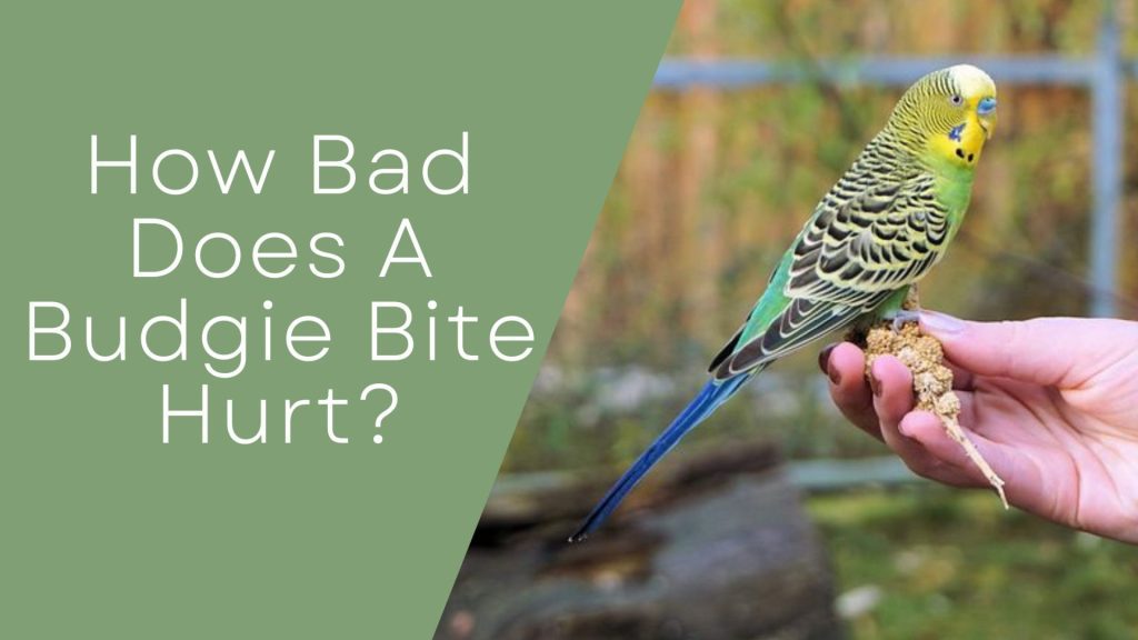 do budgie bites hurt