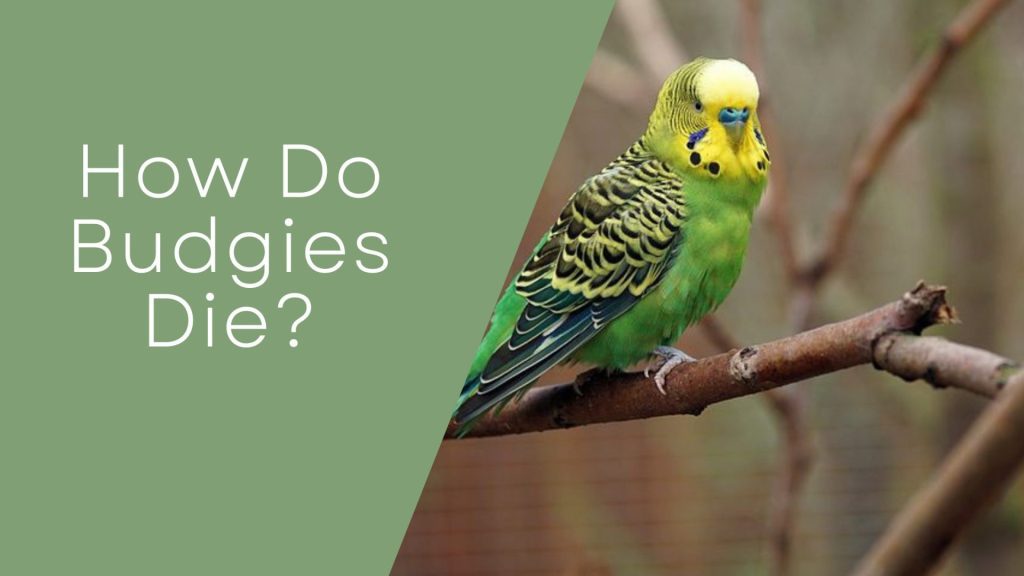 How Do Budgies Die