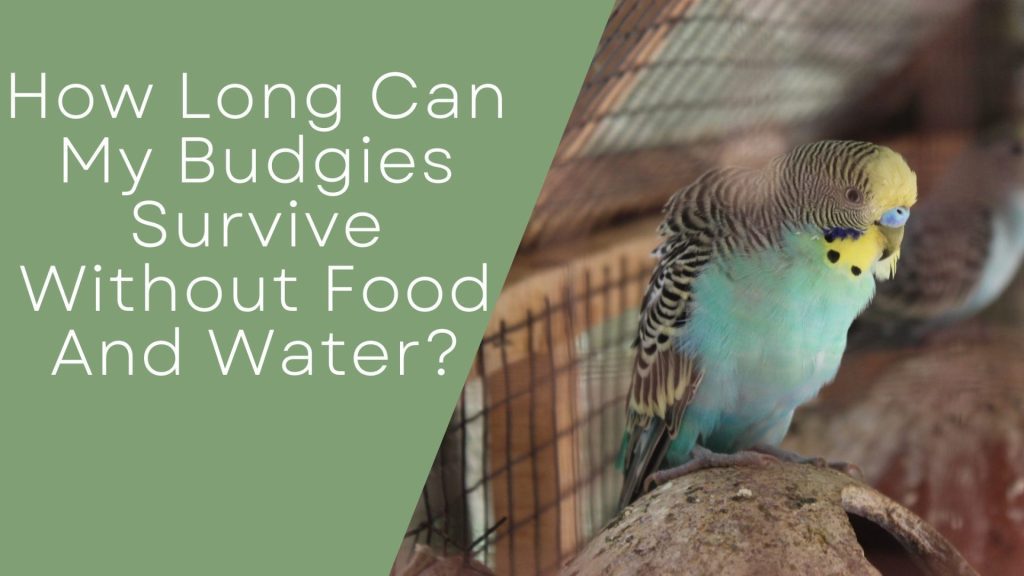 How Long Can My Budgies Survive Without Food And Water