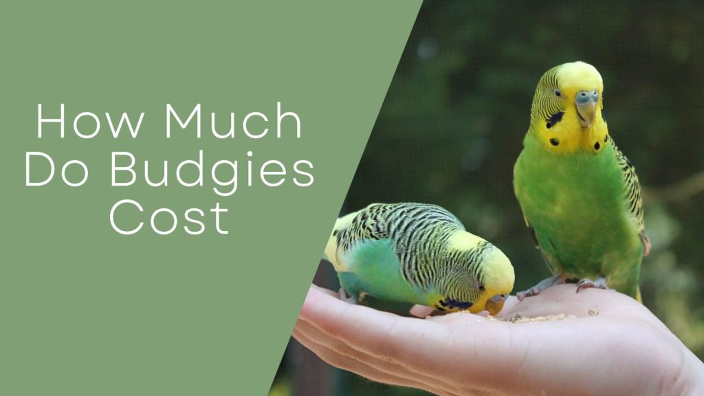 How Much Do Budgies Cost