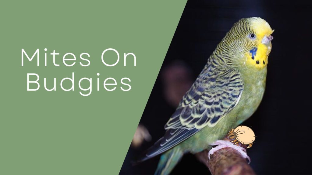 Mites On Budgies