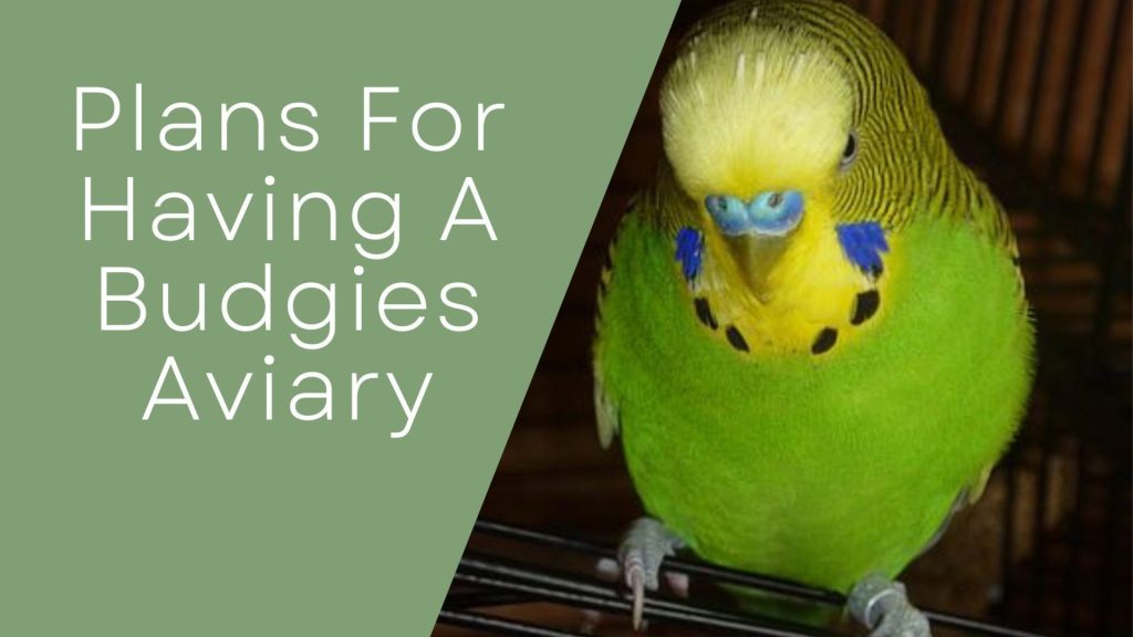 Budgies aviaries