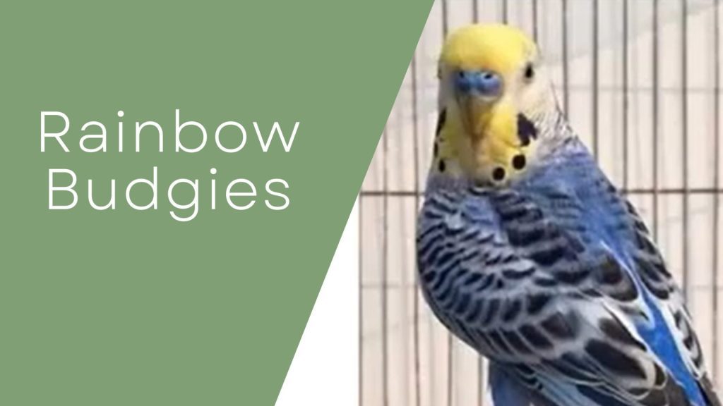 Rainbow Budgies