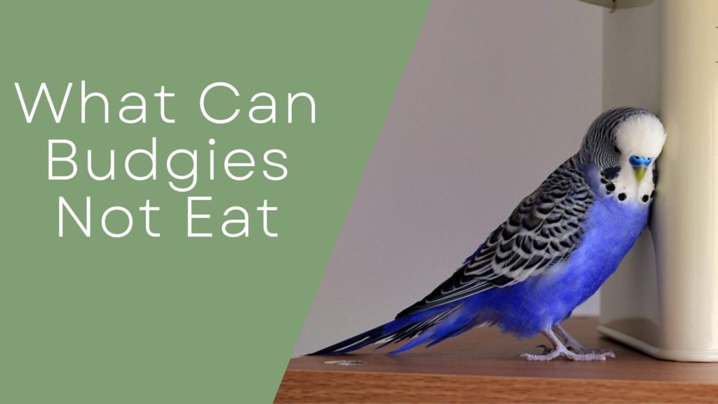 What Can Budgies Not Eat
