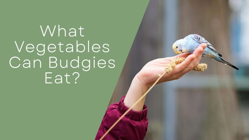 What Vegetables Can Budgies Eat