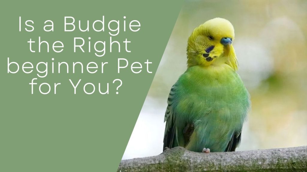 are budges good pets