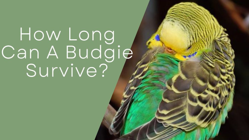 budgie's lifespan