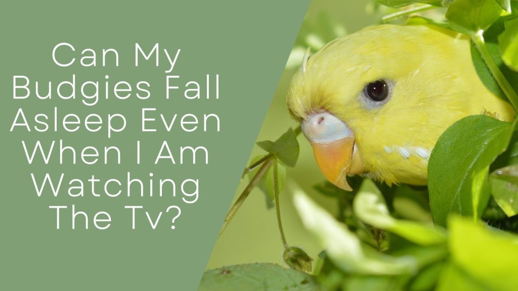 can budgies sleep with the tv on?
