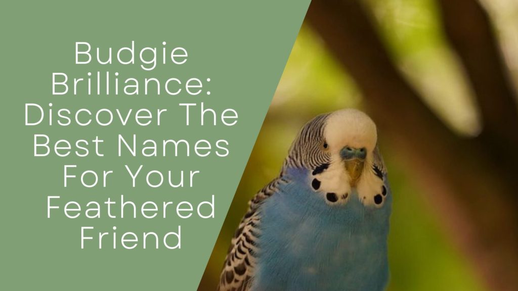 Budgie Brilliance