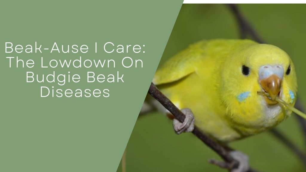 Budgie Beak Diseases