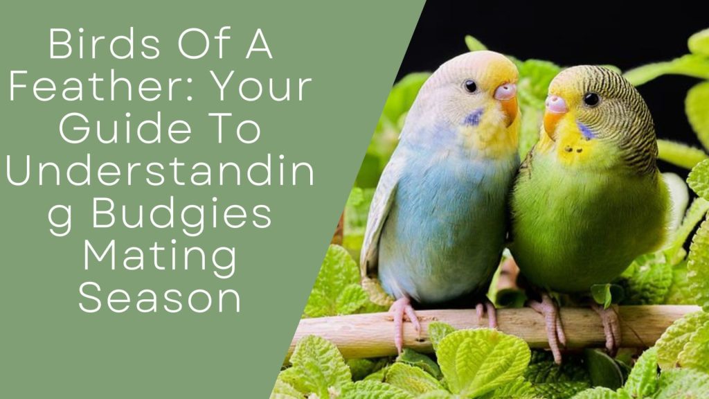 Budgies Mating Season