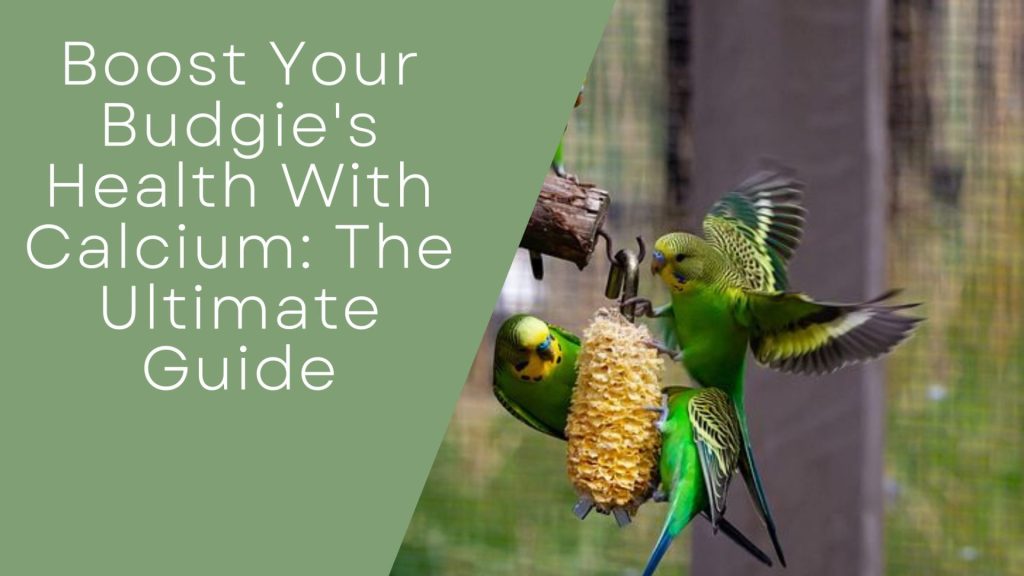 Budgie's Health With Calcium
