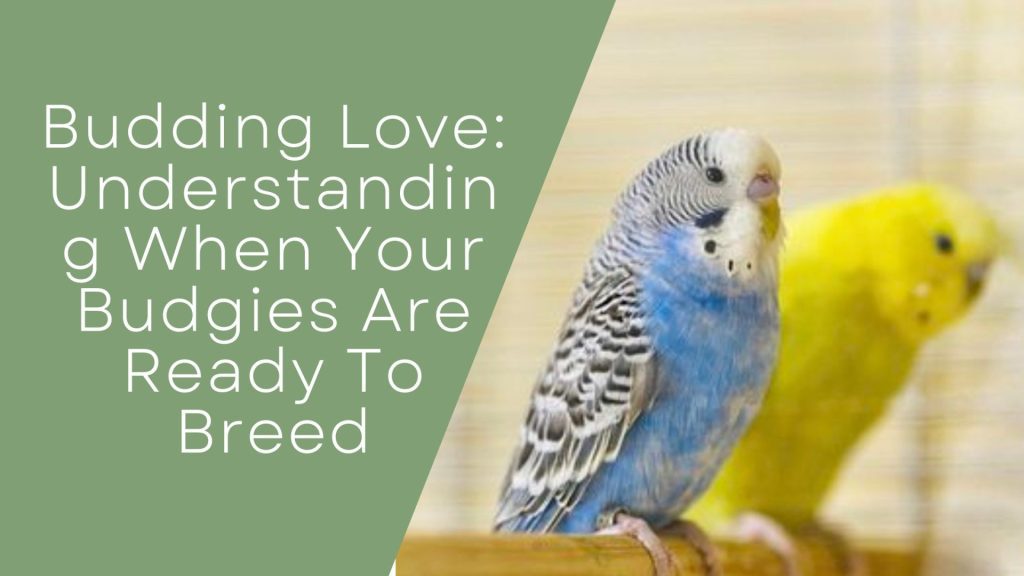 Budding Love