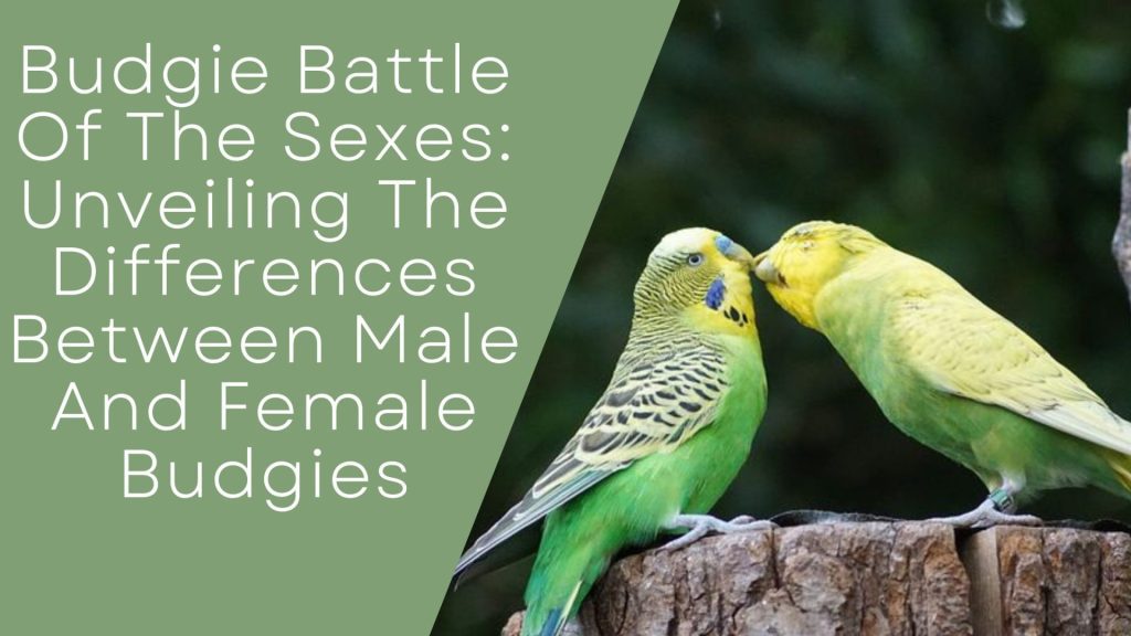 Budgie Battle Of The Sexes