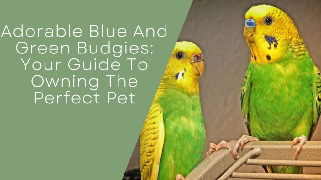 Blue And Green Budgies