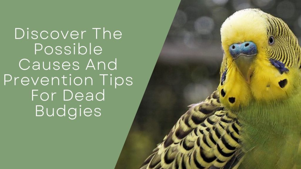 Causes And Prevention Tips For Dead Budgies