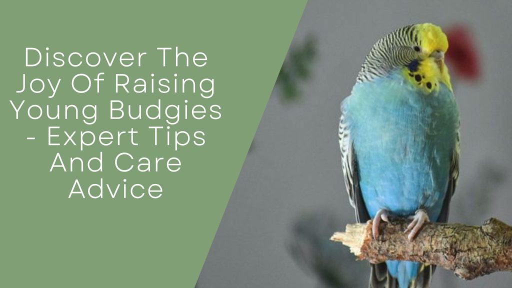Joy Of Raising Young Budgies