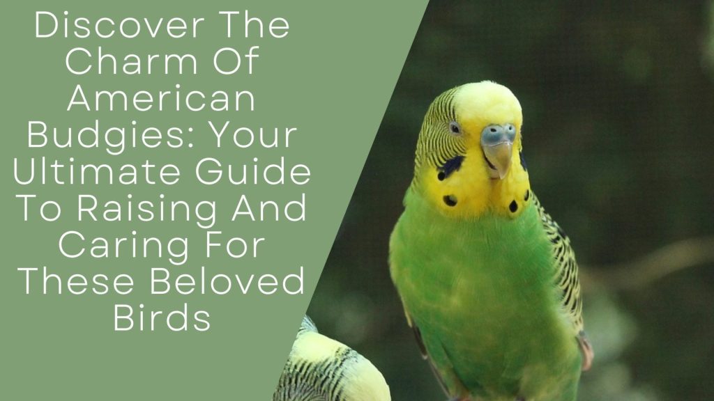 Charm Of American Budgies