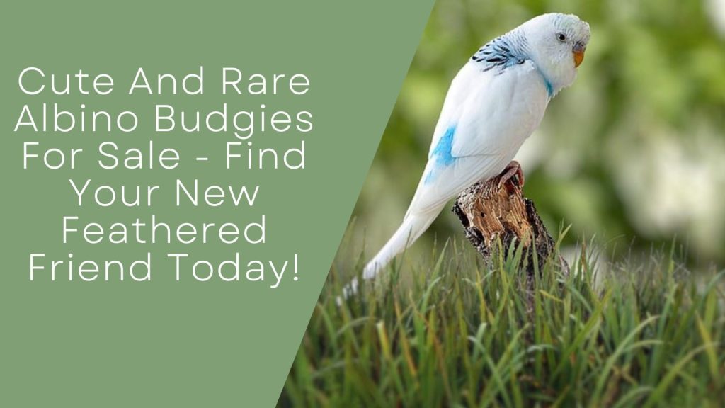 Cute And Rare Albino Budgies For Sale