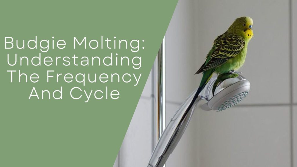 Budgie Molting