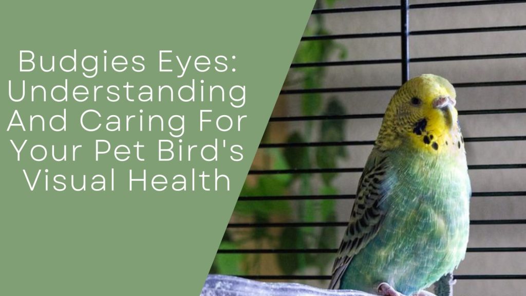 Budgies Eye