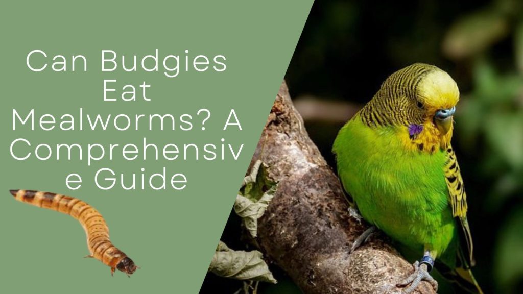 Can Budgies Eat Mealworms