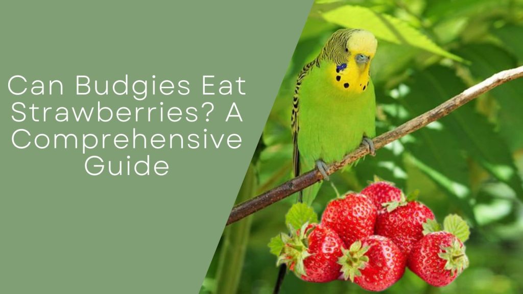 Can Budgies Eat Strawberries