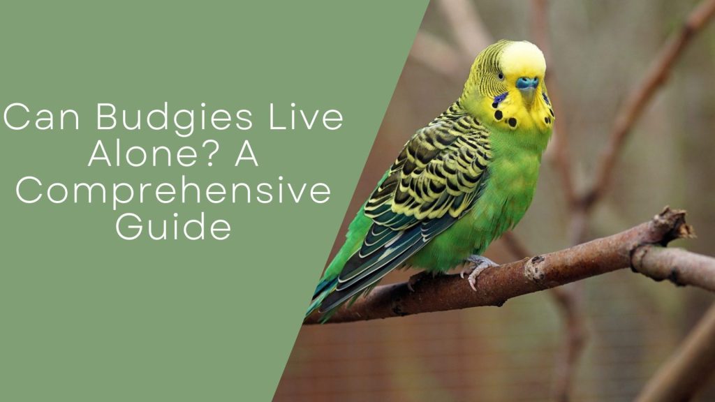 Can Budgies Live Alone