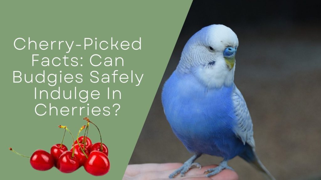 Can Budgies Safely Indulge In Cherries