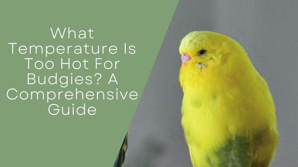 What Temperature Is Too Hot For Budgies