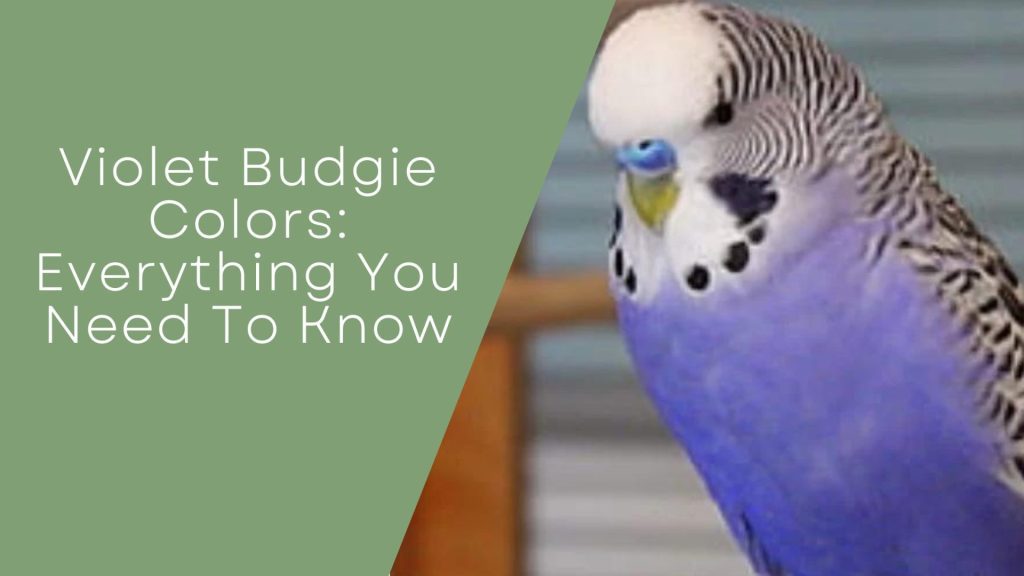 Violet Budgie Color