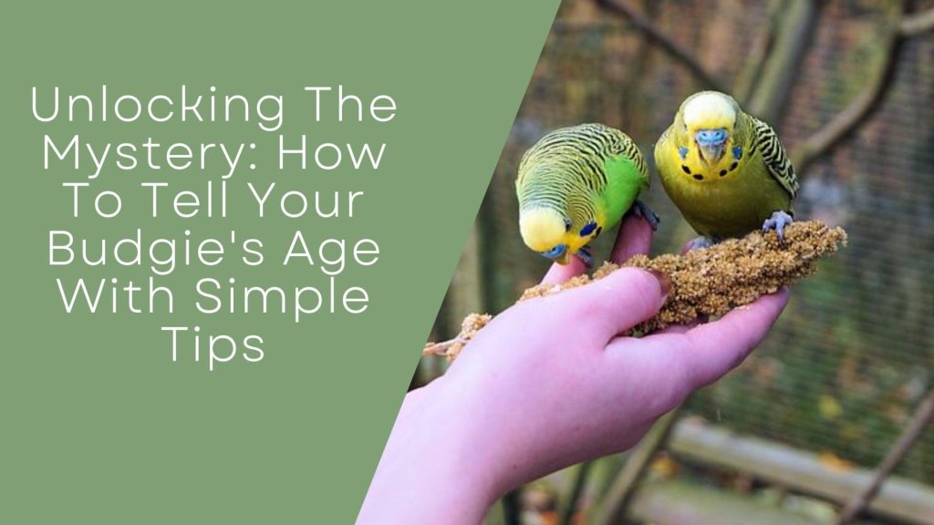 Budgie's Age