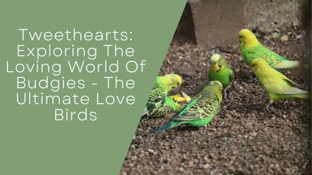 Loving World Of Budgies