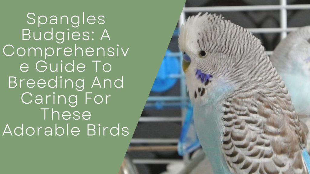 Spangles Budgies