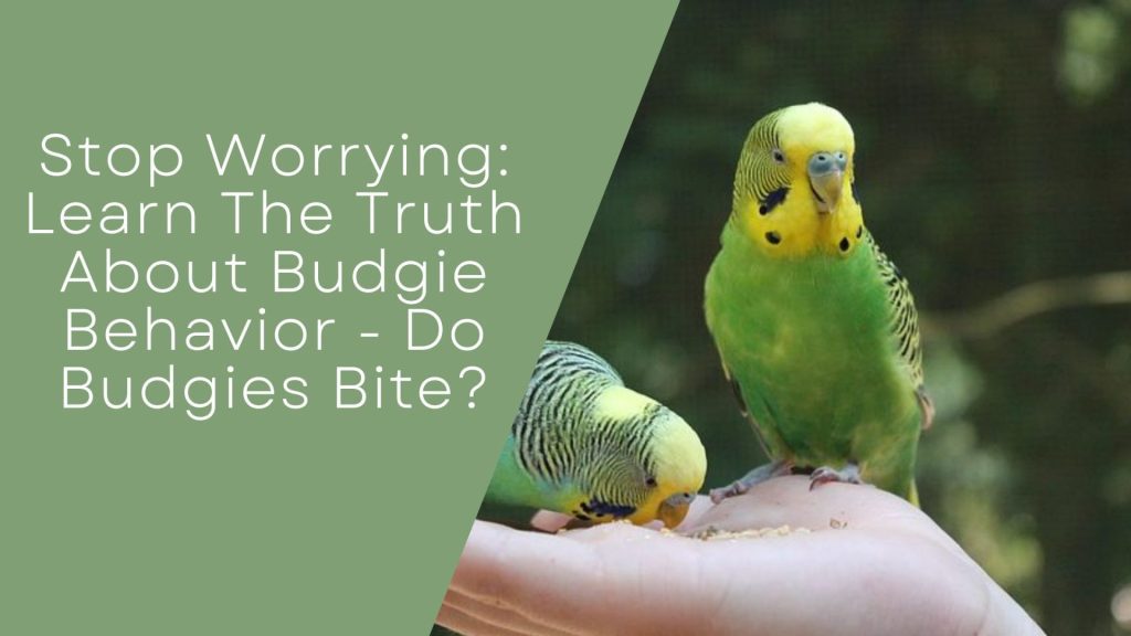 ruth About Budgie Behavior