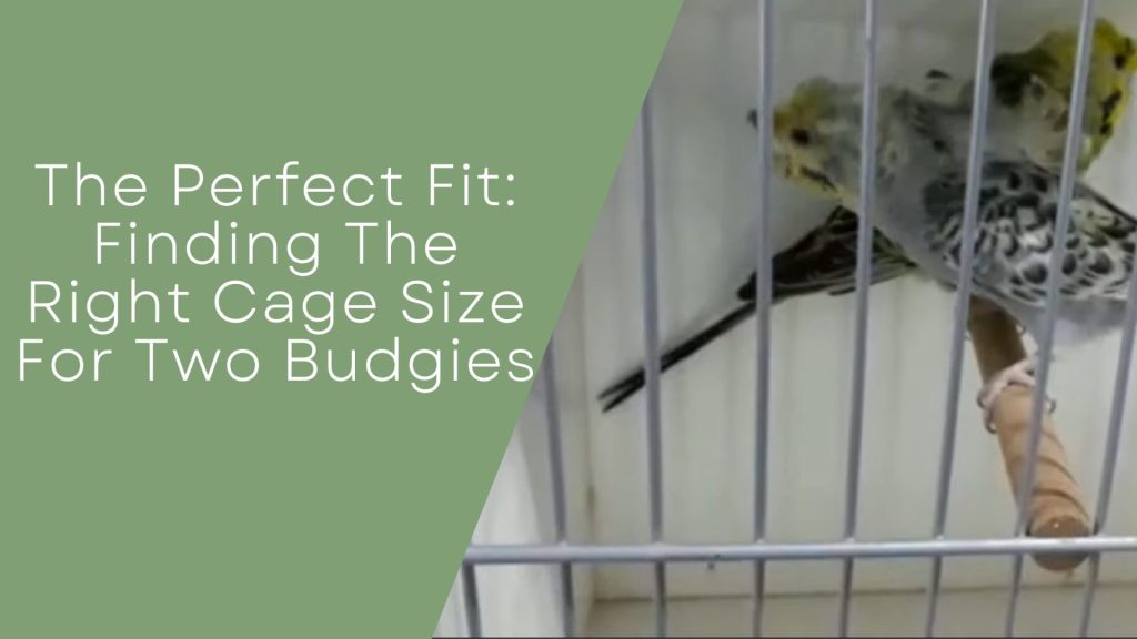 The Perfect Fit: Finding The Right Cage Size For Two Budgies