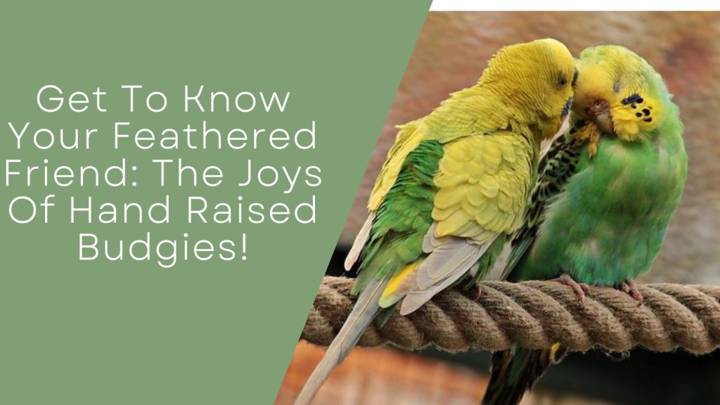 Joys Of Hand Raised Budgies
