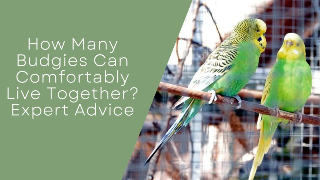 How Many Budgies Can Comfortably Live Together