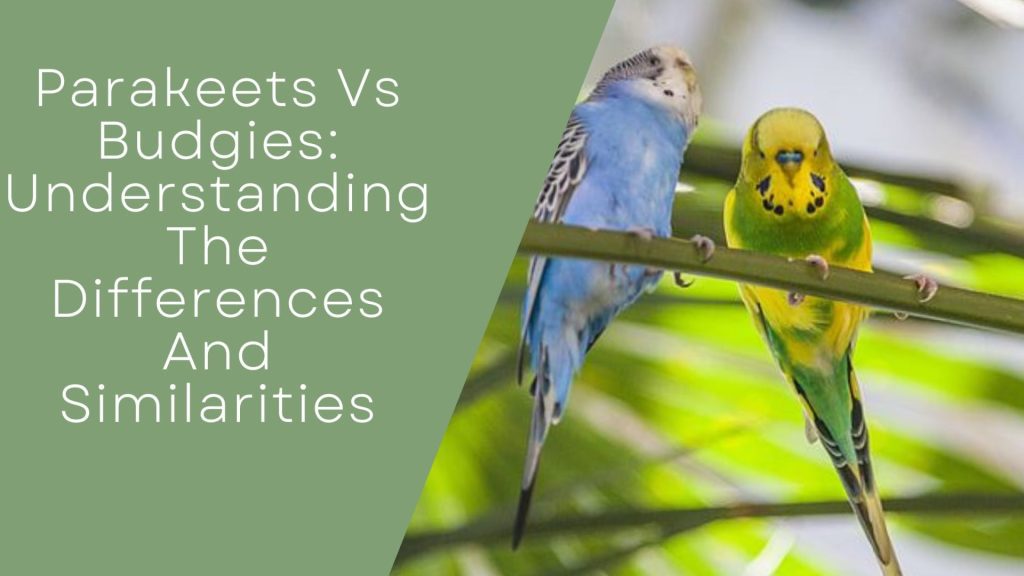 Parakeets Vs Budgies